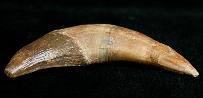 Basilosaur (Primitive Whale) Tooth #11429
